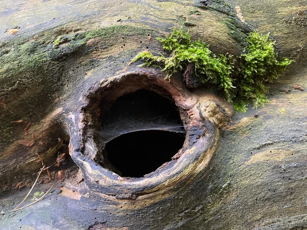 Loch im Baum