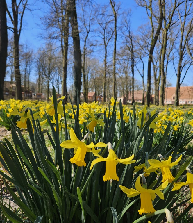 Wehmer Geschichtspfad, Werlte ©Emsland Tourismus GmbH (8).jpg