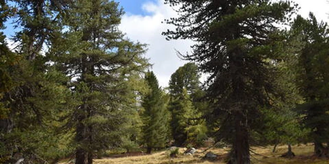 Finde die Moorleiche