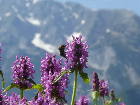 Faszination Wildbienen