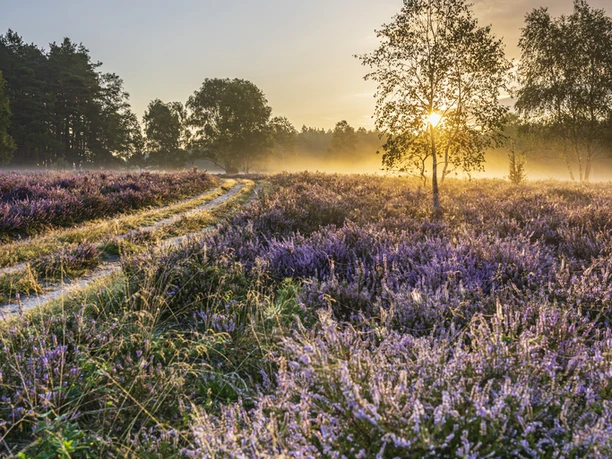 Heideschleife_Misselhorner_Heide_ccbysa_mt_202308217.png