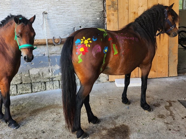 Ponyzeit für Kinder