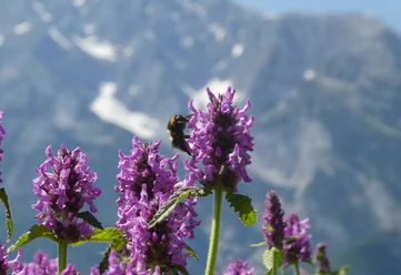 Faszination Wildbienen