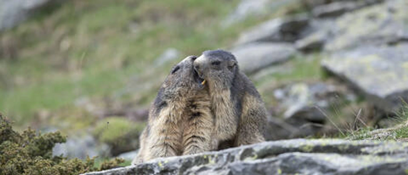Zu Besuch bei den Murmeltieren Nagetiere