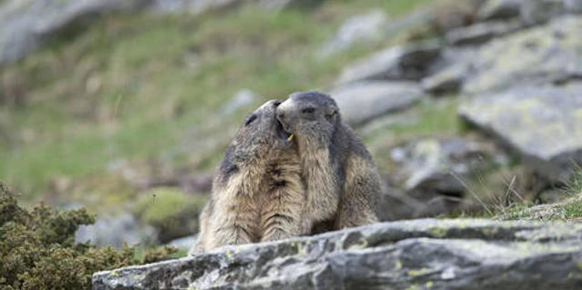 Zu Besuch bei den Murmeltieren Nagetiere