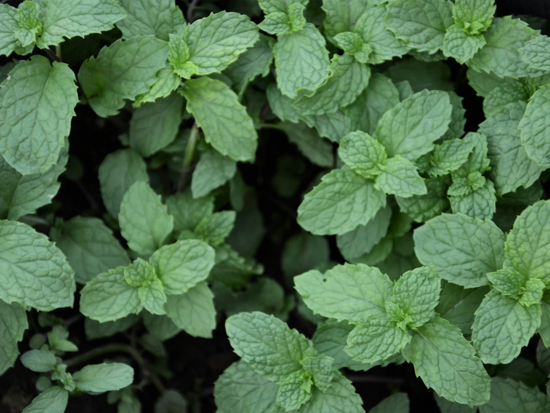 Essbare Wildkräuter und Heilpflanzen