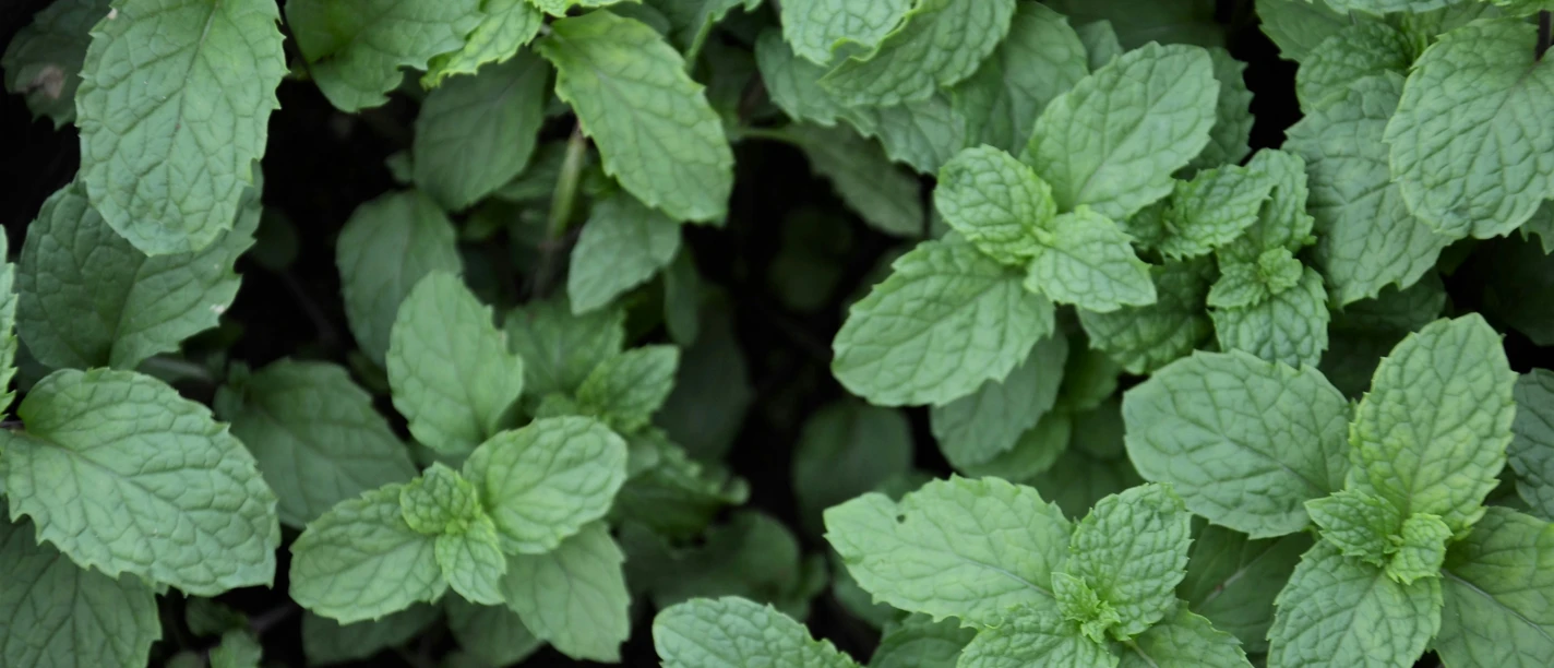 Essbare Wildkräuter und Heilpflanzen