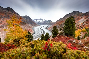 Aletschwald im Herbst in der Alertsch Arena