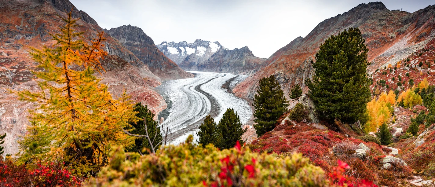 Aletschwald im Herbst in der Alertsch Arena