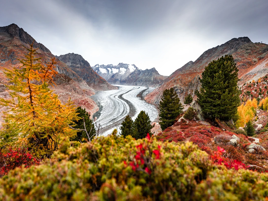 Herbst im Aletschwald Aletschwald im Herbst in der Alertsch Arena