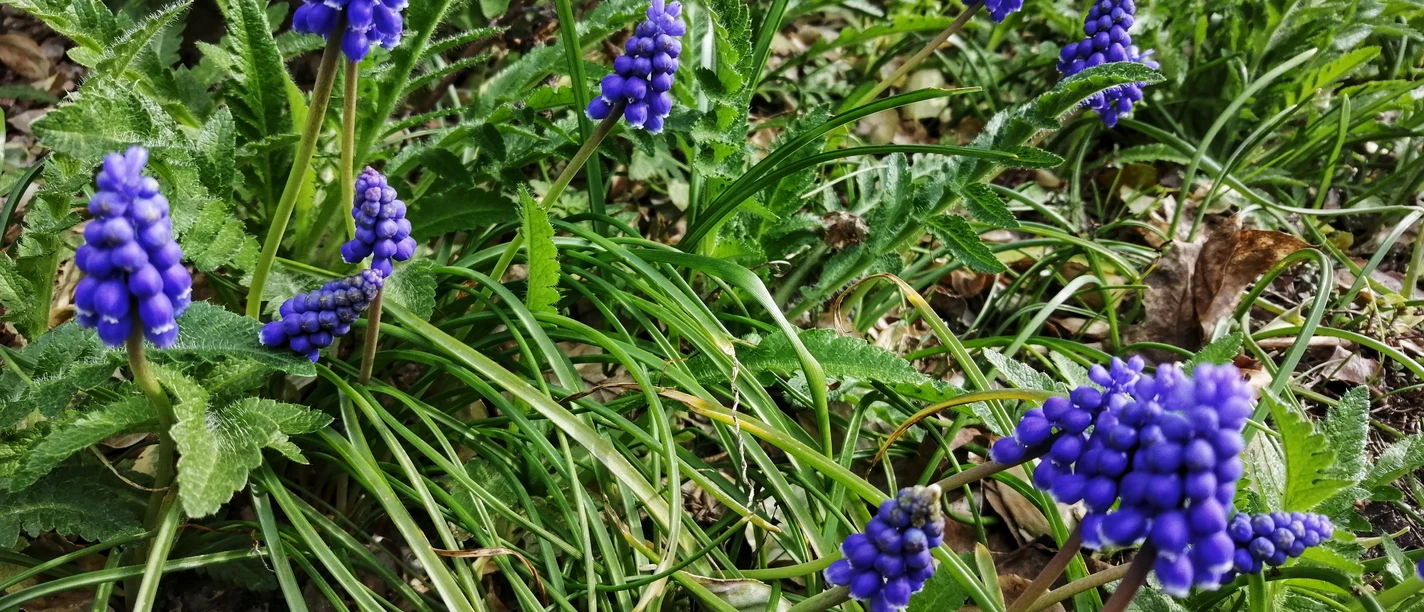 Offene Gartentore Herford-Pro Herford GmbH-2.jpeg