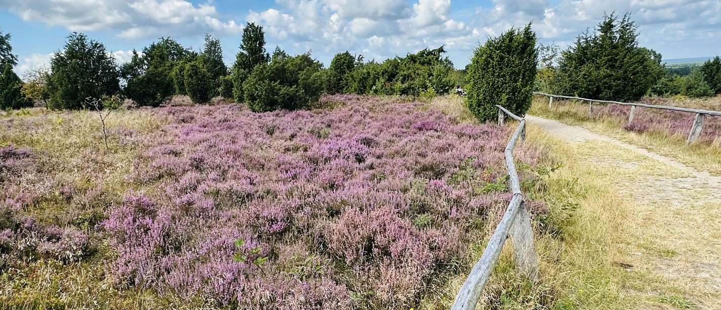 Lüneburger Heide_CC BY-SA_©Lüneburg Marketing GmbH.jpg