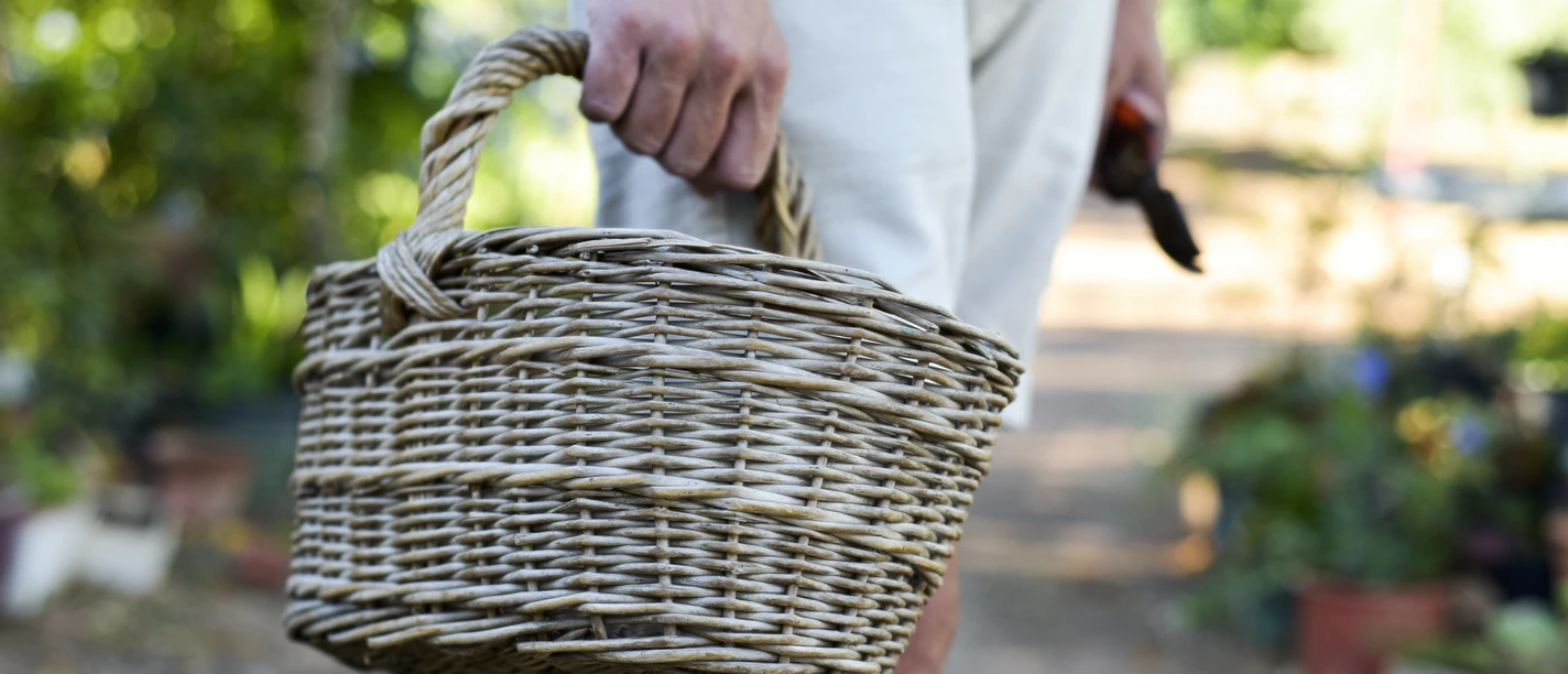 young man ready to pick some vegetables young man ready to pick some vegetables