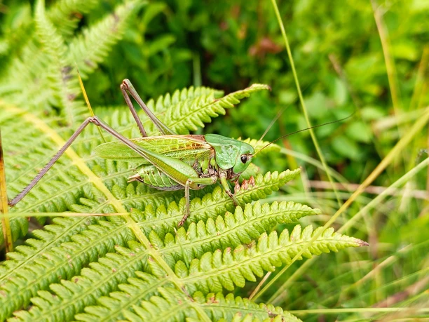 Farn runter, Kühe rauf. Alm-Weidenpflege Hörnle!