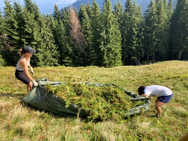 Farn runter, Kühe rauf. Alm-Weidenpflege Hörnle!