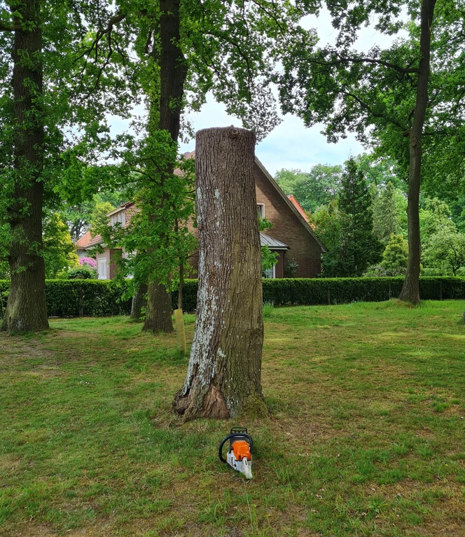 Aus diesem Eichenstamm ist der Schutzengel entstanden.jpg