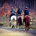 Reiten im Wald Drei Reiter auf Pferden genießen einen entspannten Ausritt durch den herbstlichen Wald.