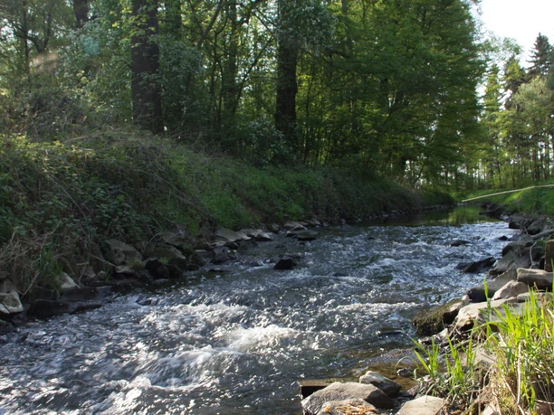 Swistbach, Swisttal 2018 Frühling Swistal
