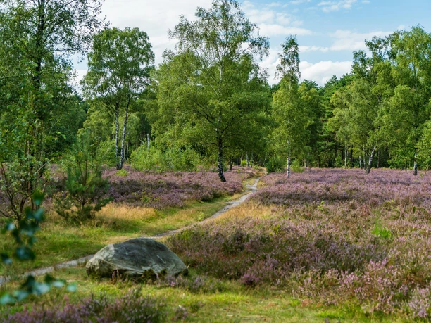 Osterheide zur Blütezeit