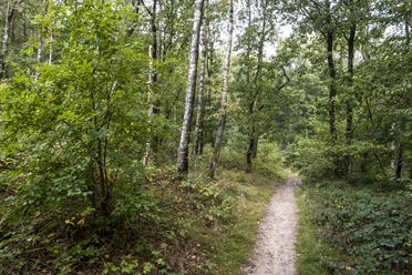 Wanderweg Boxberg Naturpark Aukrug