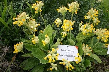 Echte Schlüsselblume