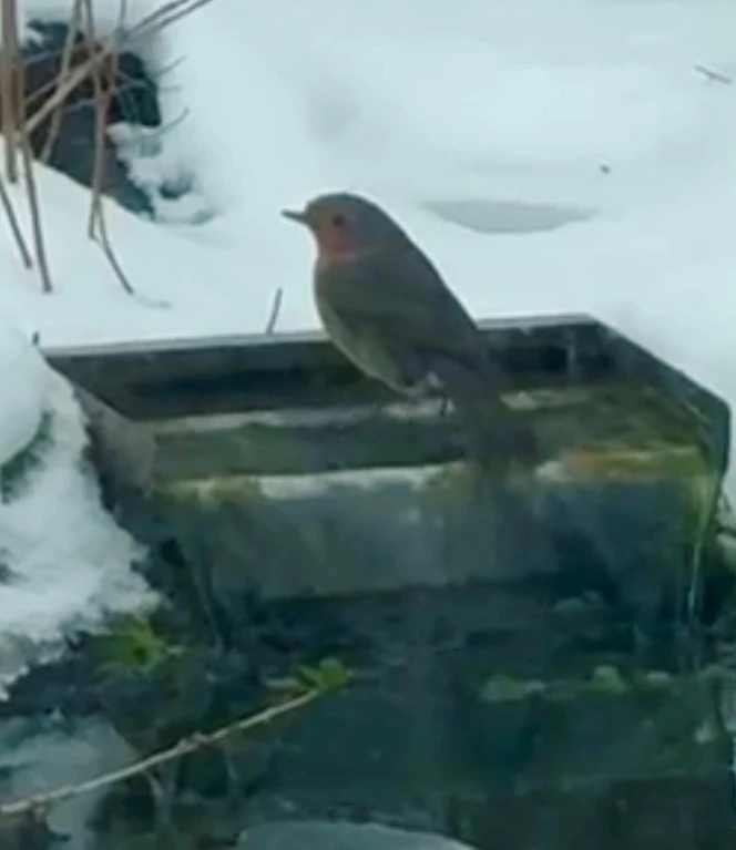 Buchfink privat.jpg Buchfink beim Winterbad