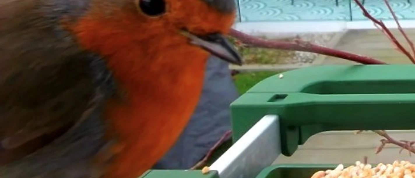 Vogelzählung.jpg Rotkelchen
