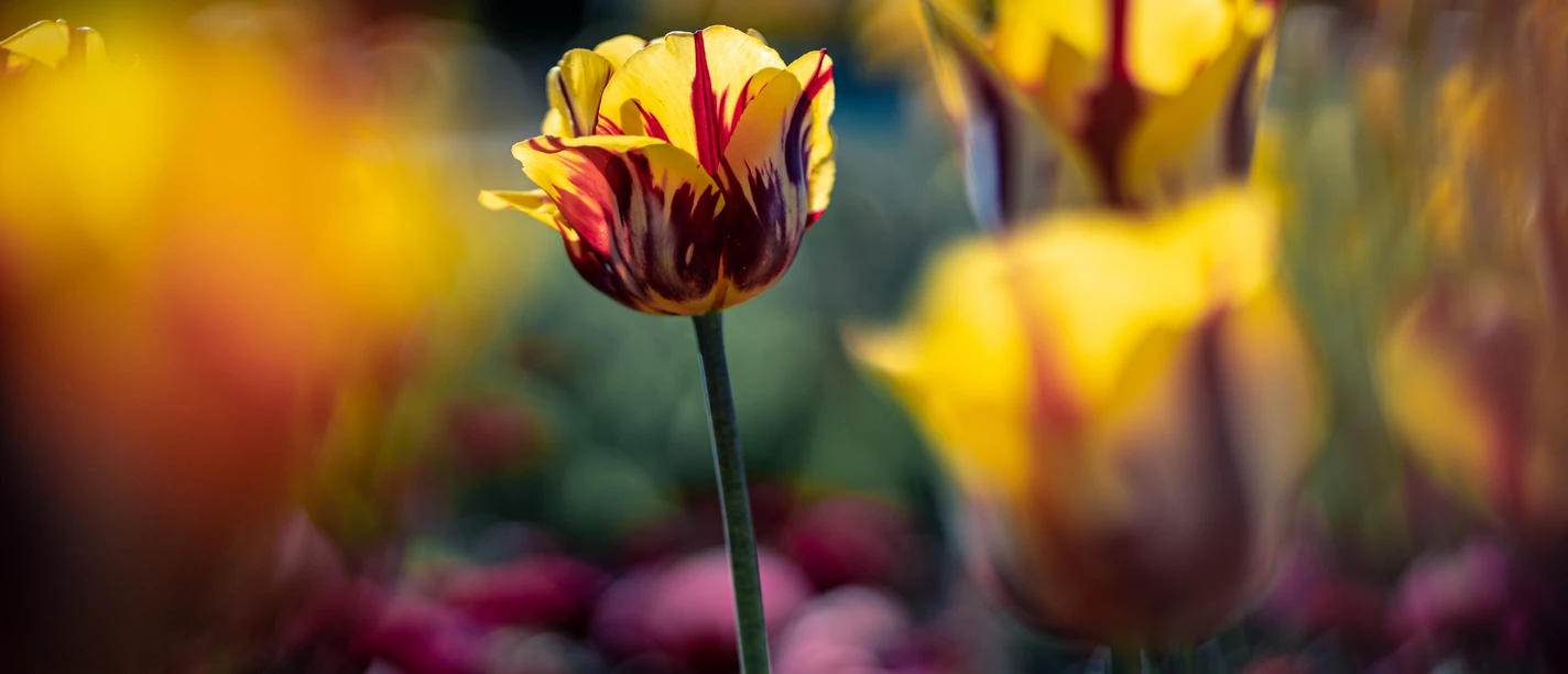 Frühlingshafte Farbtupfer.jpg