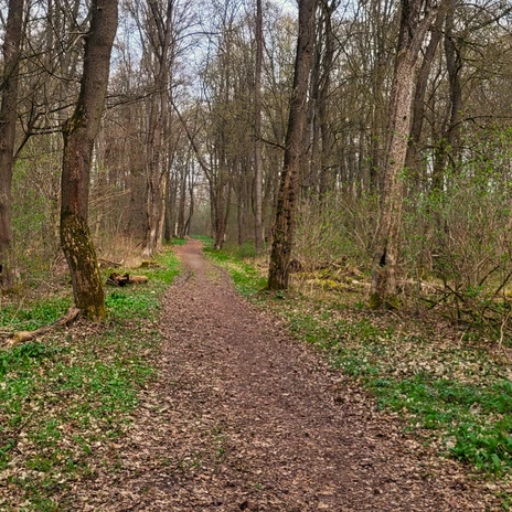 Trimmpfad - Wald.jpg Ein unbefestigter Waldpfad führt durch lichte Bäume und grünes Unterholz.