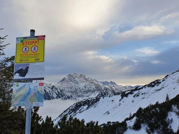 Gute Spur für Mensch und Tier - Schwenden der Scheinberg Ski-Aufstiegsroute!