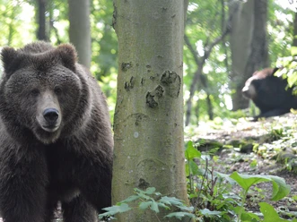 Alternativer Bärenpark WORBIS Alternativer Bärenpark WORBIS