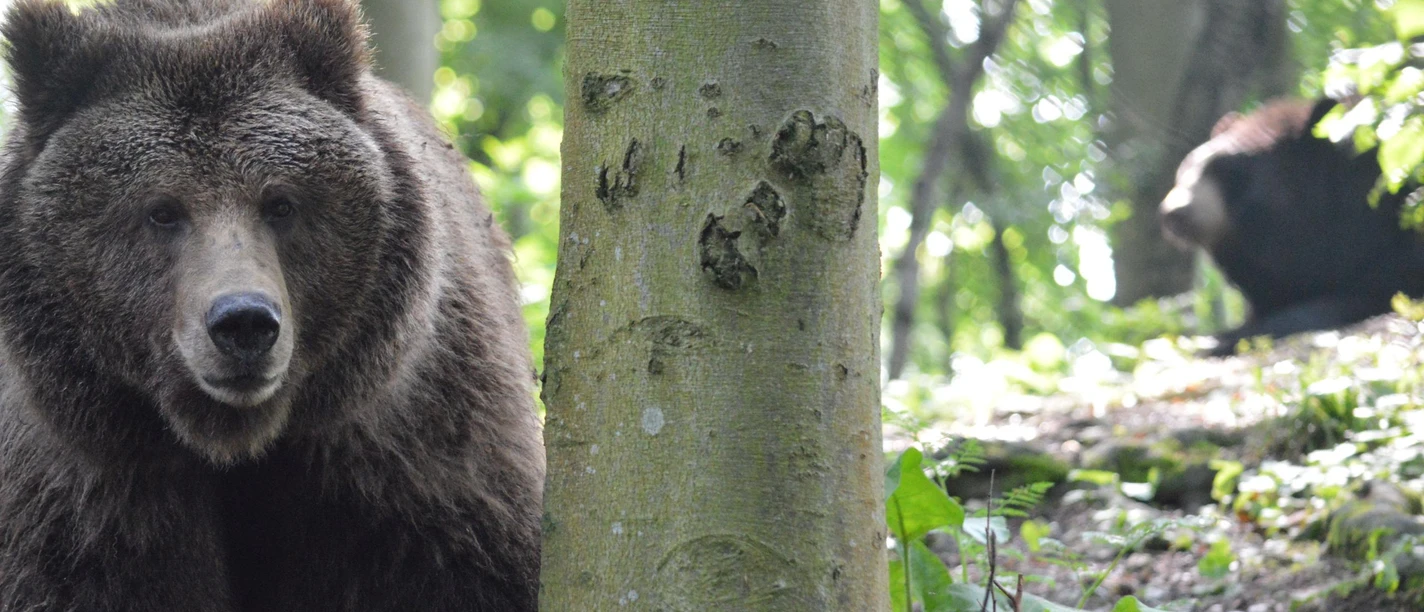 Alternativer Bärenpark WORBIS Alternativer Bärenpark WORBIS