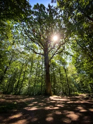 Unterwegs auf der Traumschleife Waldzeit