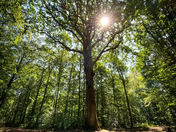 Unterwegs auf der Traumschleife Waldzeit