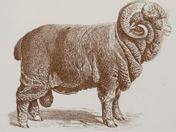 Negretti-Schafbock Katalogaufnahmen für die Ausstellung "Ressource Wolle" in Euskirchen