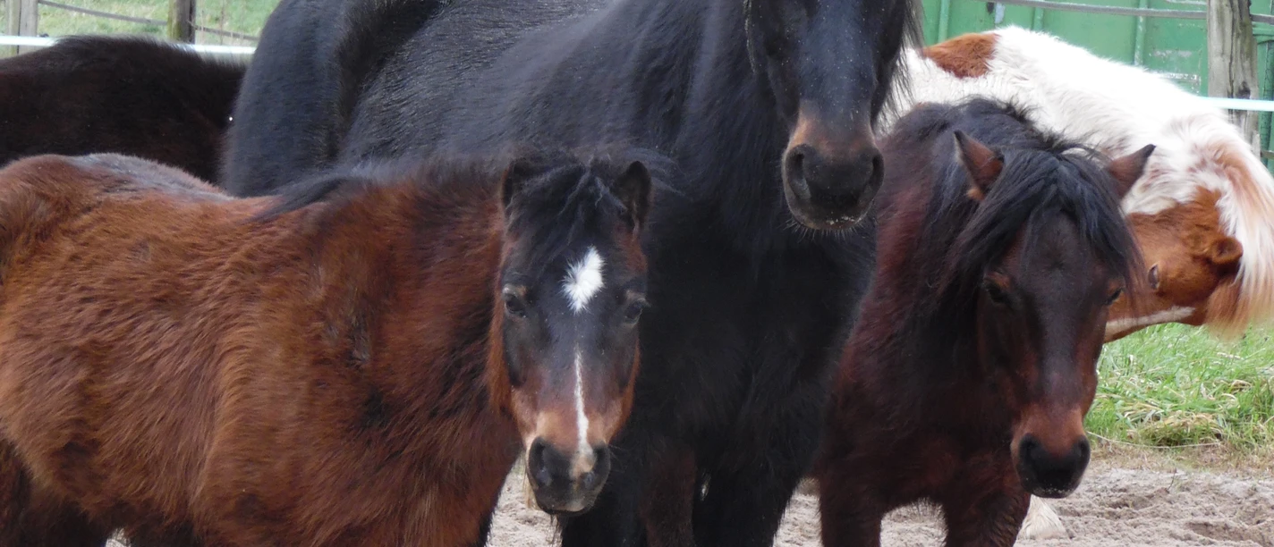 Pony Mobil und Reistall Soßmar.JPG