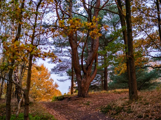 Waldweg im Naturpark Aukrug