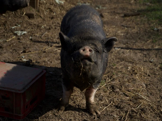 Wollschwein.jpeg