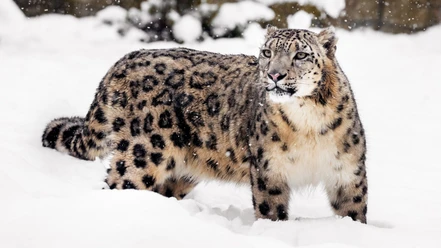 schneeleopard 1.jpg