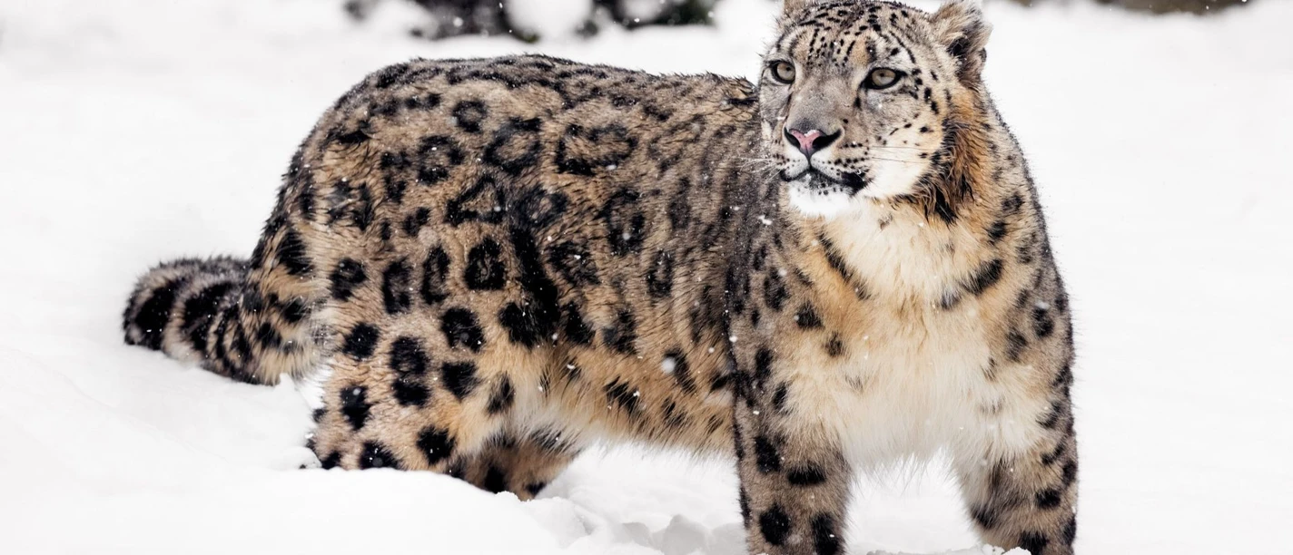 schneeleopard 1.jpg