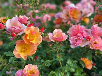 Schafstedter Rosentage