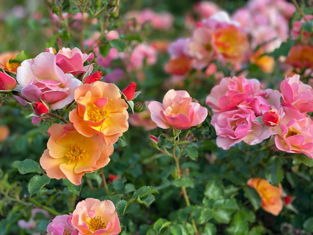 Schafstedter Rosentage