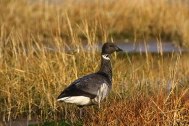 RingelgansDominik BahlburgWattBzCuxhaven.jpg