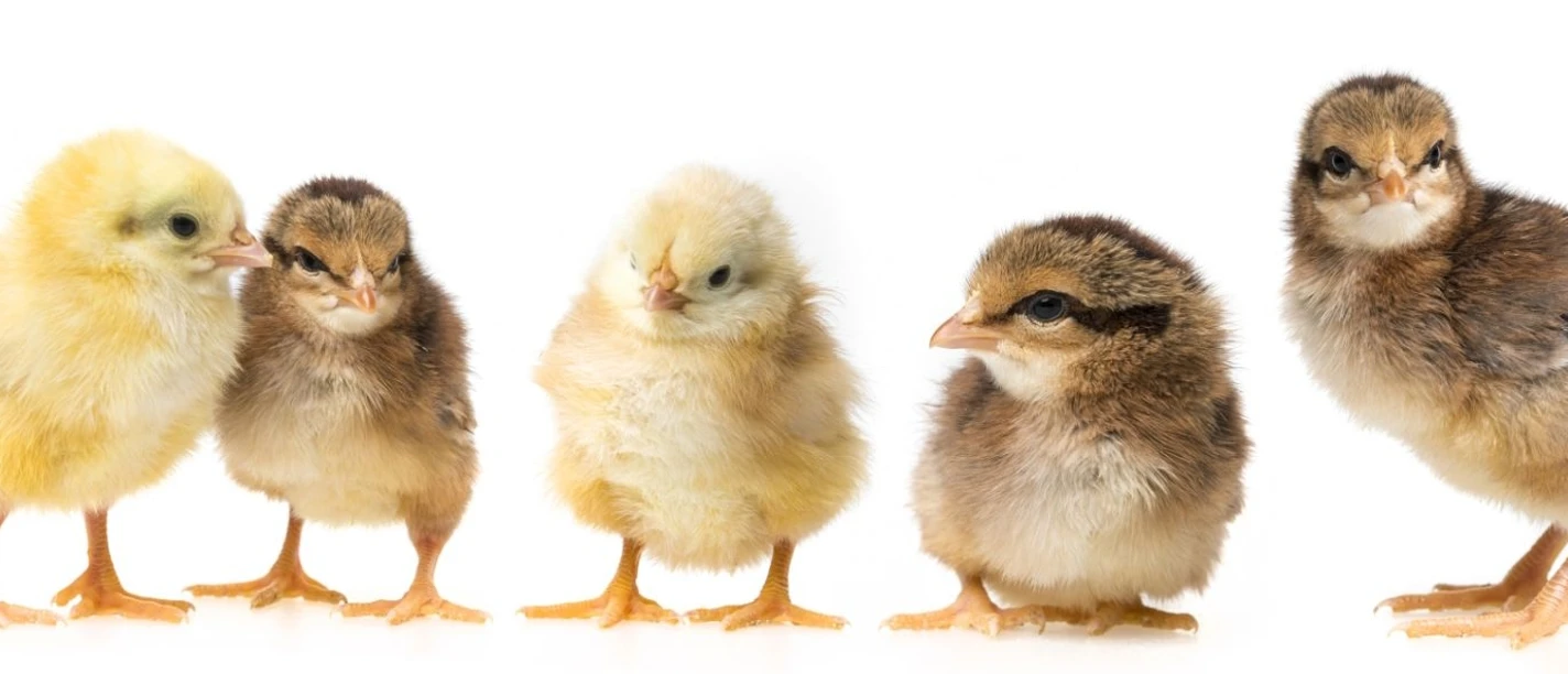 Kuekenpanorama Header