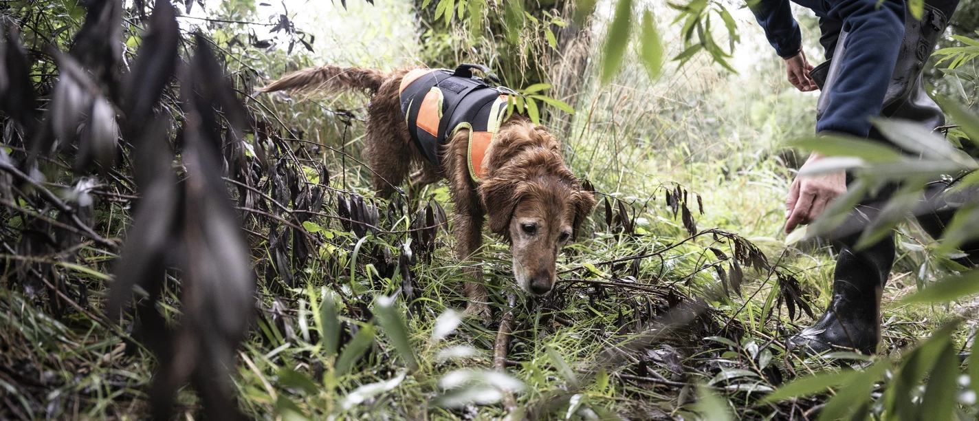 BirdLife 20260423fischotter artenspuerhunde foto Mayk Wendt