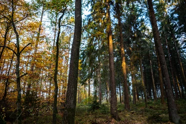 Naturpark Aukrug