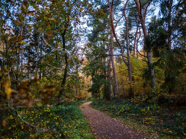 Waldweg im Naturpark Aukrug