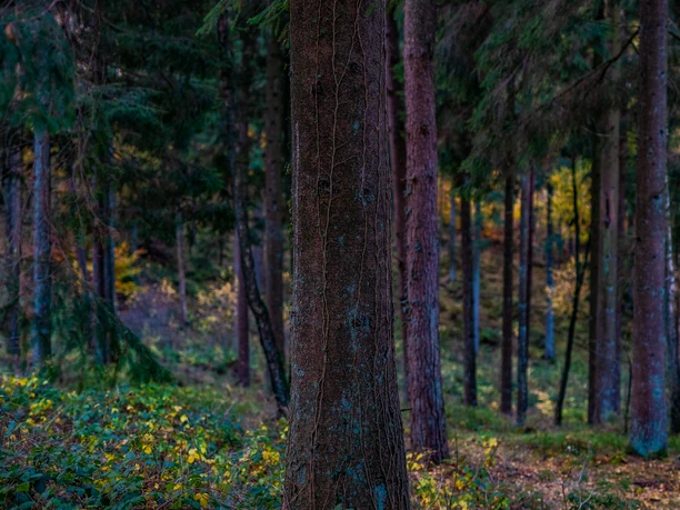 Wald im Naturpark Aukrug