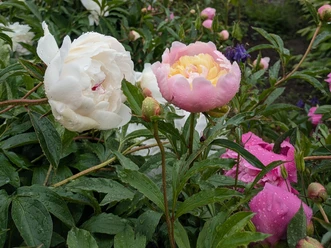 2025_06_01-GartenLiebe Riede-ccby NPH-JS (40)