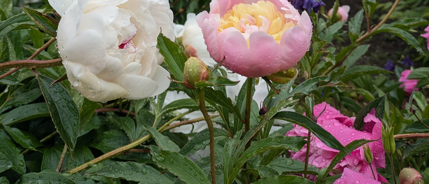 2025_06_01-GartenLiebe Riede-ccby NPH-JS (40)